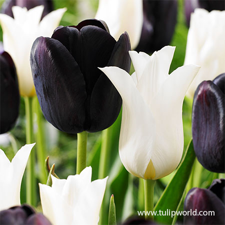 Download Black White Tulips Black Tulips White Tulips