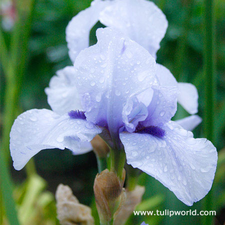 Blackbeard Bearded Iris