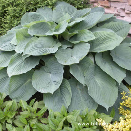 Blue Angel Hosta 