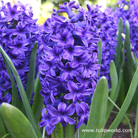 Blue Jacket Hyacinth 