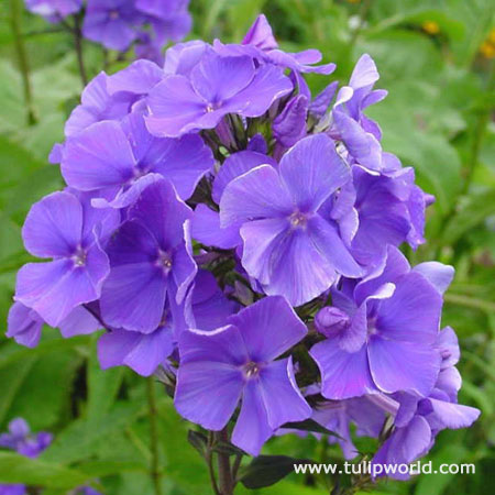 Blue Paradise Tall Phlox 