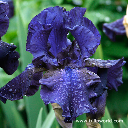 Blueberry Bliss Bearded Iris 