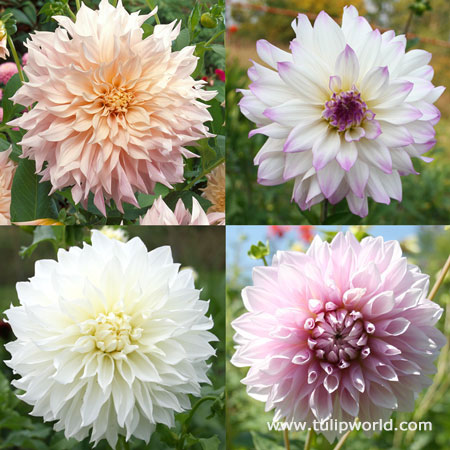 Blushing Bride Dahlia Collection