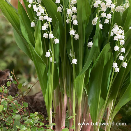 Bordeaux Lily of the Valley 