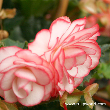 Bouton de Rose Double Begonia 