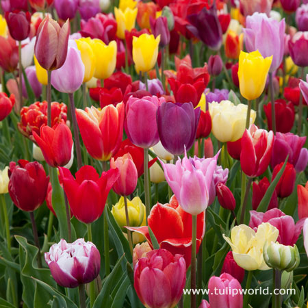 Breeders Selection Tulips 