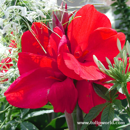 Brilliant Red Canna 