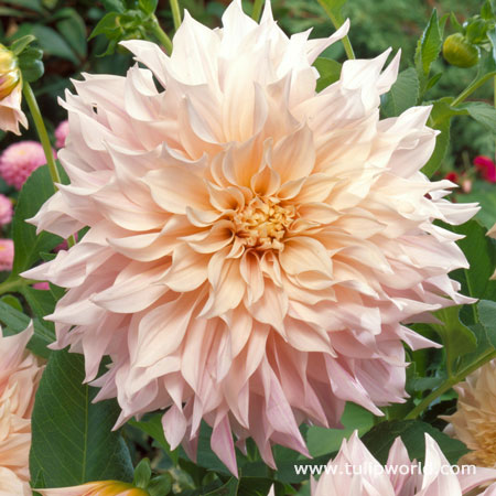 Cafe Au Lait Dinnerplate Dahlia 