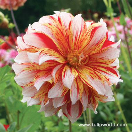 Caribbean Fantasy Dahlia 