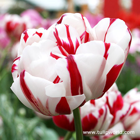 Carnaval De Nice Double Tulip 