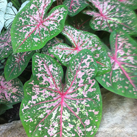 Carolyn Whorton Caladium 