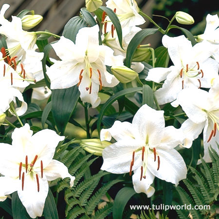 Casablanca Oriental Lilies Jumbo Pack 