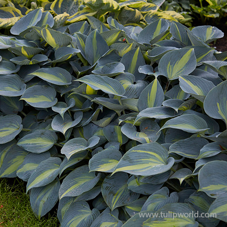 Catherine Hosta