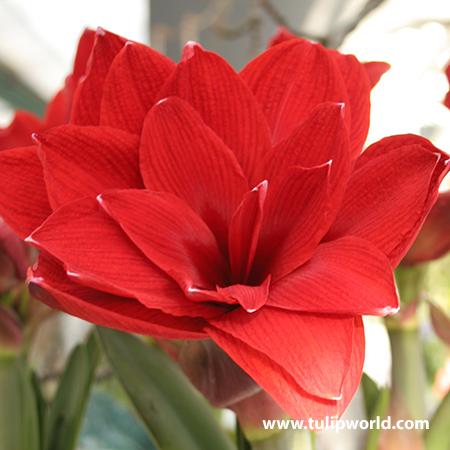 Cherry Nymph Amaryllis 