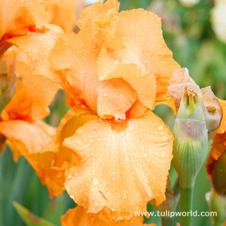 China Moon Bearded Iris