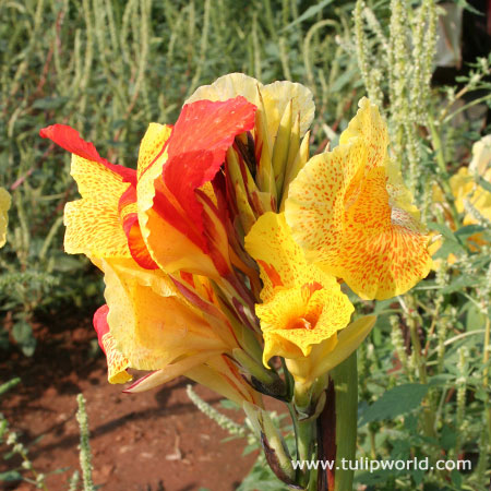 Cleopatra Canna 