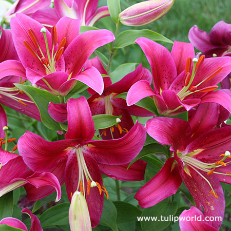 Cobra Oriental Lilies Jumbo Pack 