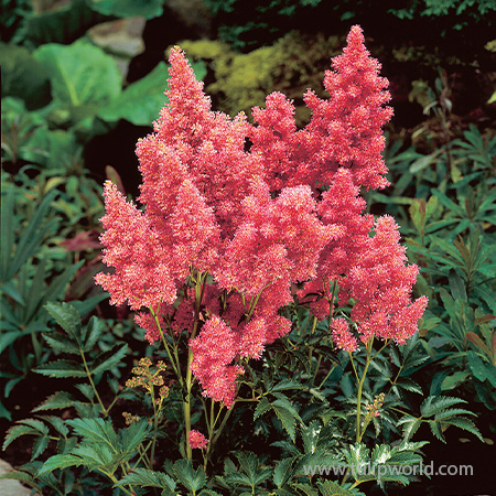 Coral Island Astilbe