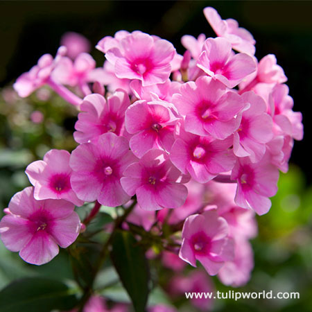 Cosmopolitan Tall Phlox 