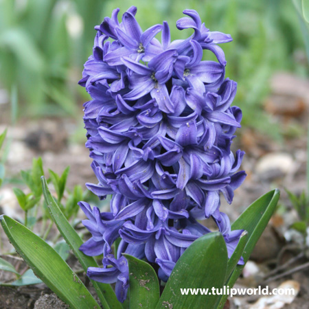 Delft Blue Hyacinth 