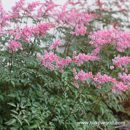 Delft Lace Astilbe 