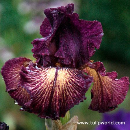 Devils Playground Bearded Iris 