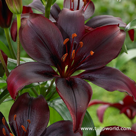 Dimension Asiatic Lily