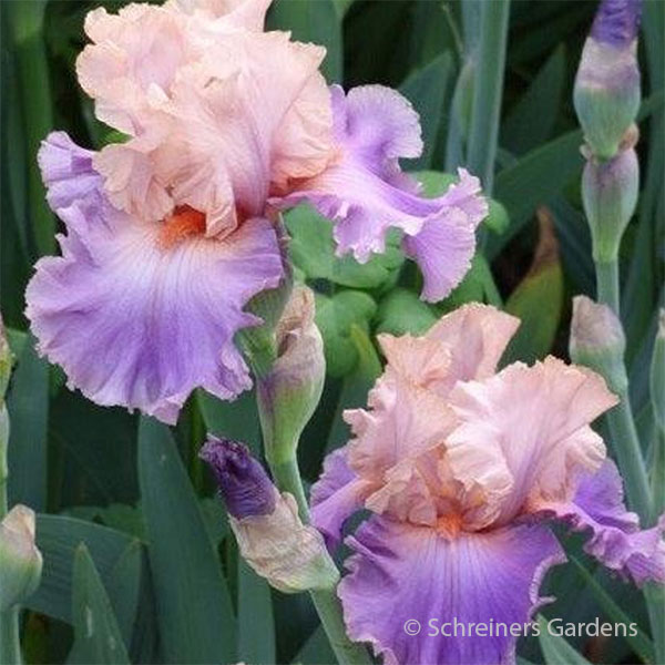 Discovered Treasure Bearded Iris