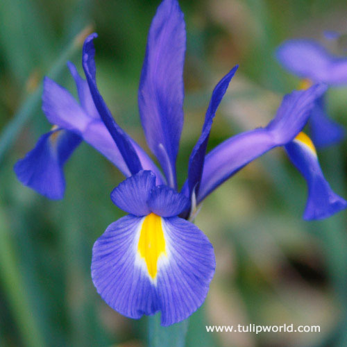 Discovery Dutch Iris 