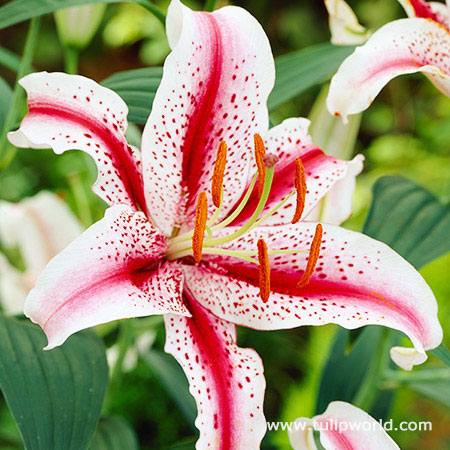 Dizzy Oriental Lily 