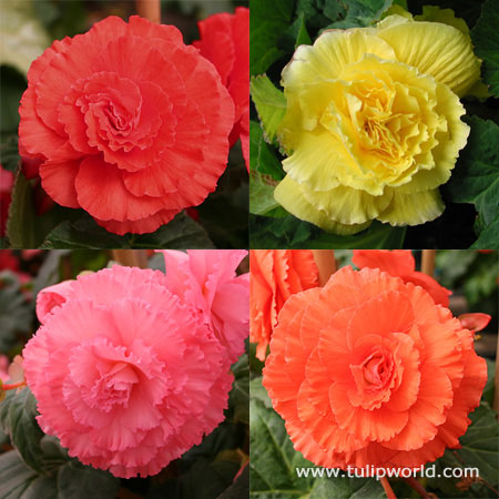 Double Begonia Collection 