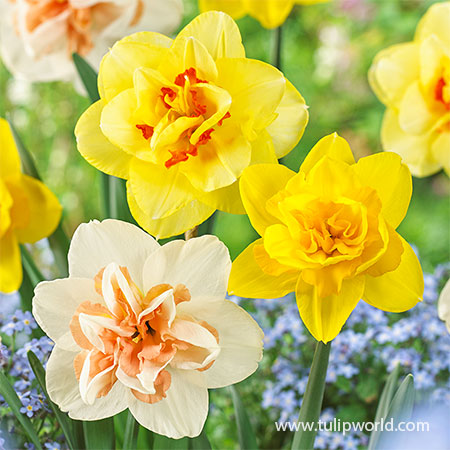 Daffodil Narcissus Mix 60 Days of Daffodils 50 Bulbs