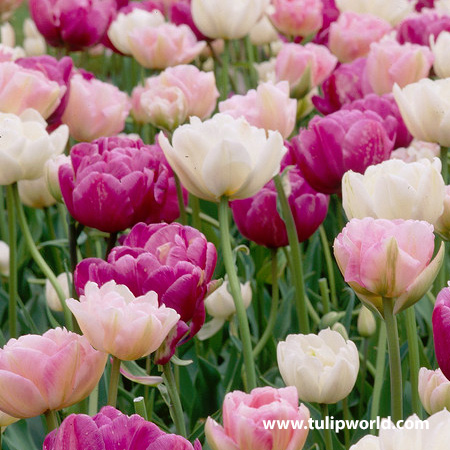 Double Dutch Double Tulip Mix 