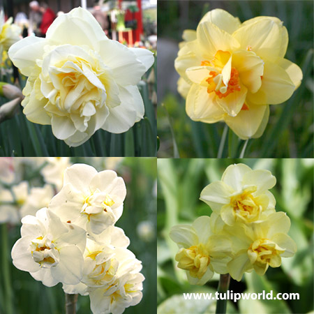 Double Flowering Daffodil Collection 