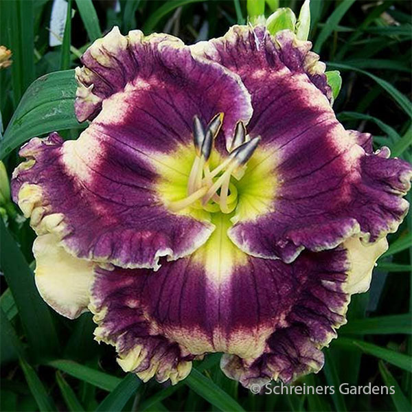 Double Helix Daylily