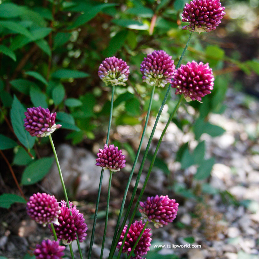 Drumstick Allium 