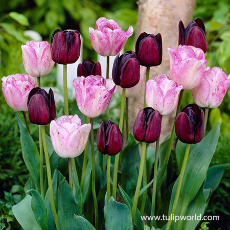 Barre Alta Tulip - 25 per bag – Wicked Tulips Flower Farm
