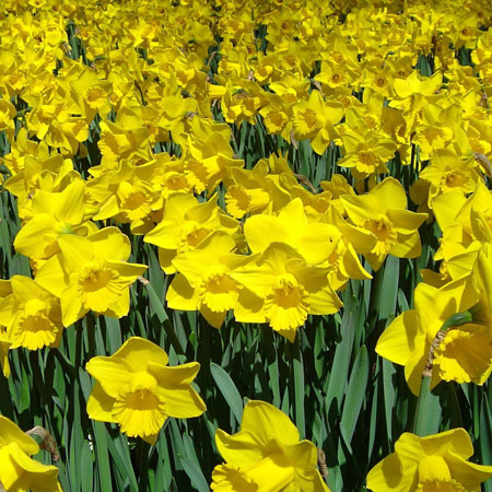 Dutch Master Daffodil Super Pack 