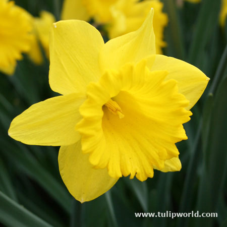 Dutch Master Yellow Daffodil Value Pack