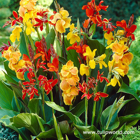 Dwarf Canna Lily Mix