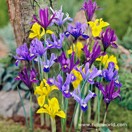 Early Royal Dwarf Dutch Iris Mix