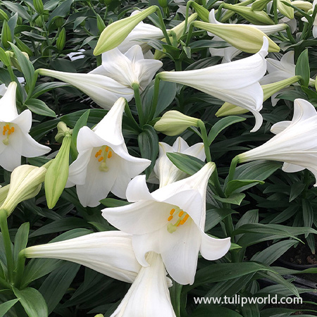 Easter Lily