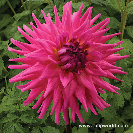 Elga Dahlia 