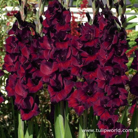 Espresso Large Flowering Gladiolus 