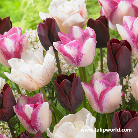 Fancy Pants Tulip Mix 