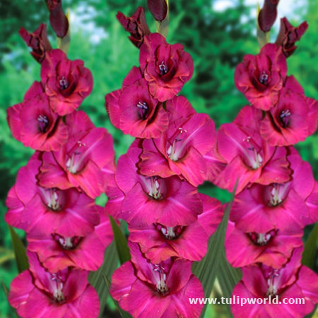 Fidelio Gladiolus 