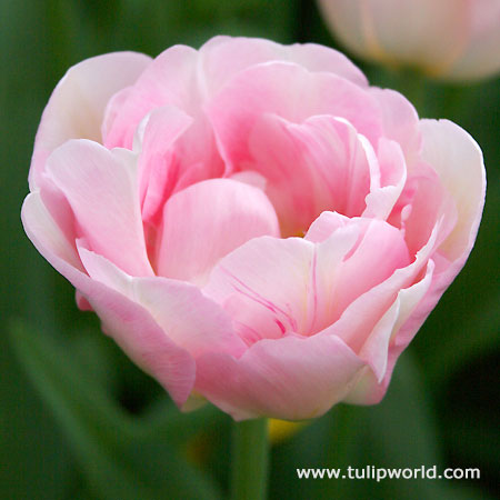 Finola Double Tulip 