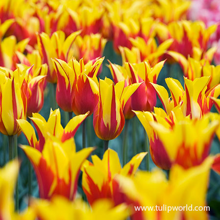 Download Fire Wings Tulip Tulip World 38375