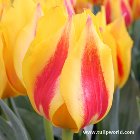 Flair Single Tulip