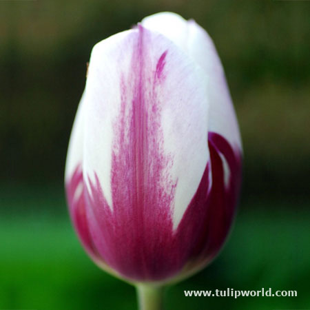 Flaming Flag Triumph Tulip 